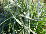 Pa090020/jpg