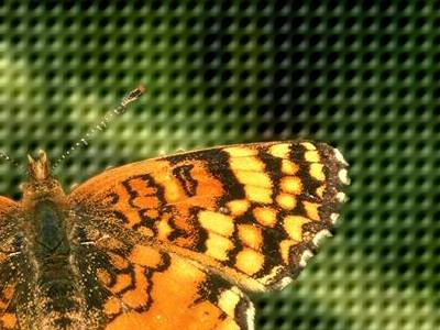 Dimple butterfly